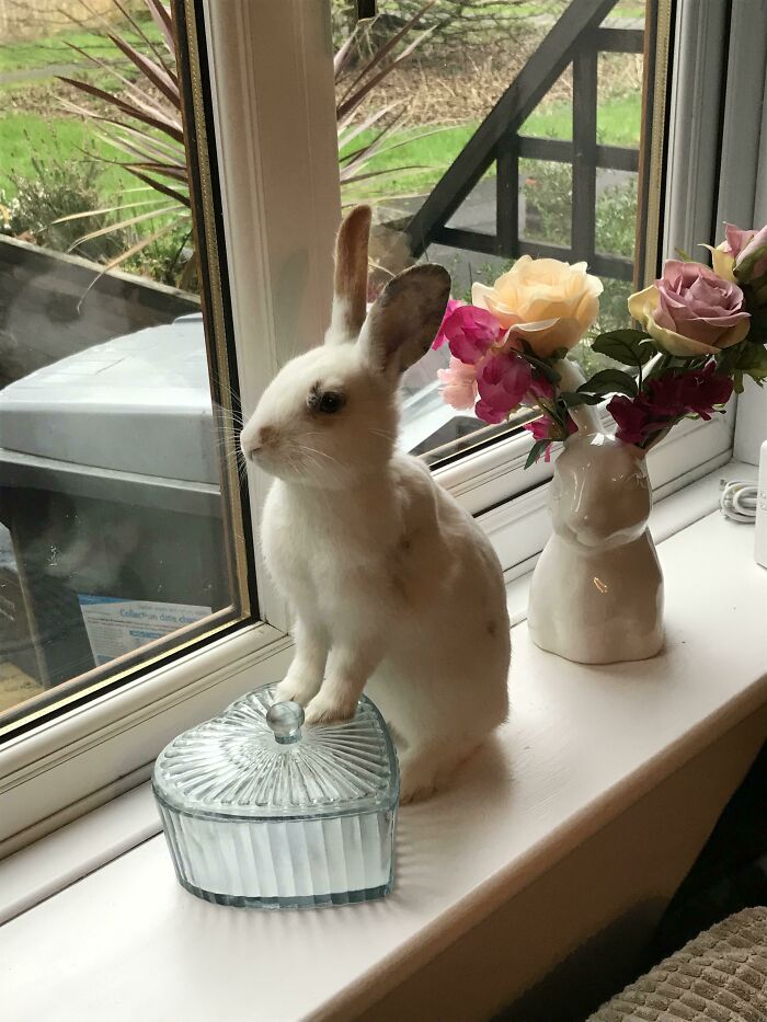 Was In The Kitchen And Hadn’t Heard Her For A While. After Scanning The Room And Not Seeing Her I Finally Spotted Her, Sat Here, Pretending To Be An Ornament. Bella, You Absolute Beauty