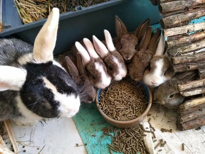 Rescued A Bunny A While Ago Which Turned Out To Be Pregnant They Are Doing Great