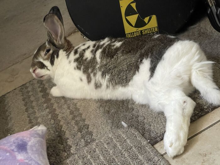 I Woke Up My Little Old Man, And Well, He Made This Face