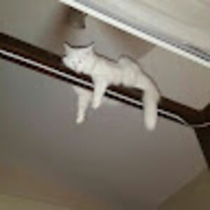 daniellebrekke-low avatar