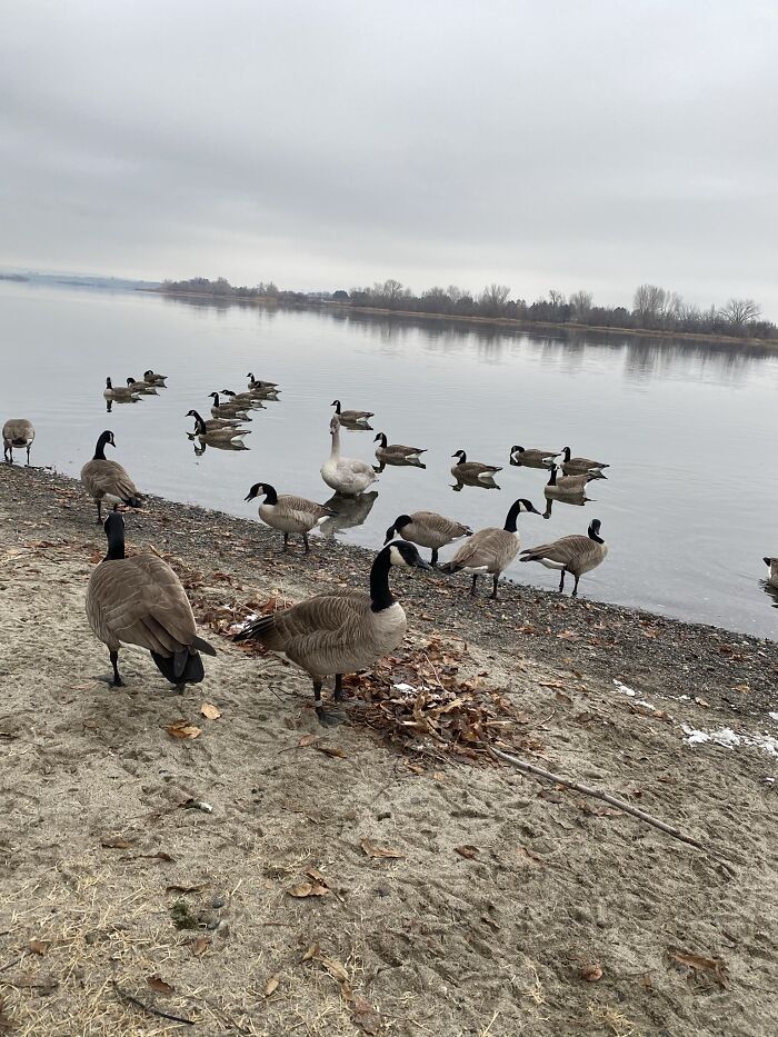 Can You Spot The Imposter?