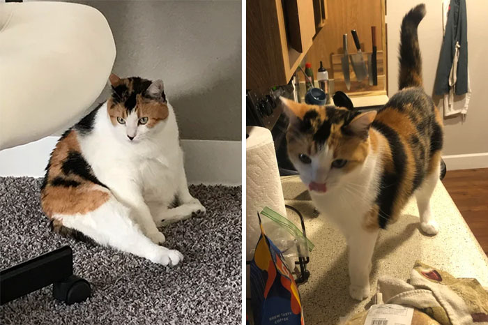 Ripley 2 Years Ago vs. Ripley Today. When We Adopted Her She Was Over 17 Pounds. Now She’s Just A Bit Over 11 Pounds!