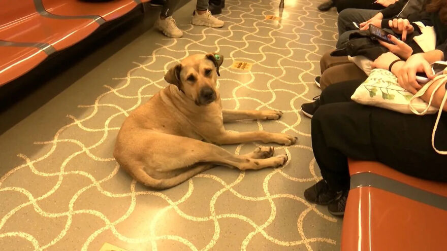 Se vio a este perro usando el transporte público en Estambul, así que las autoridades le pusieron un rastreador: Resulta que viaja más de 30 kilómetros al día