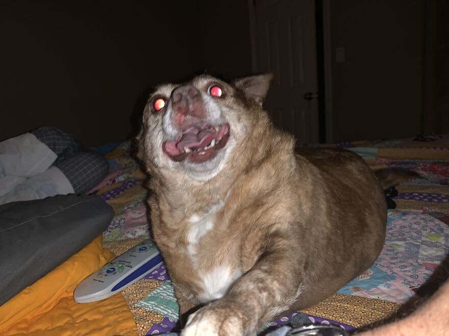 My Happy Little Life