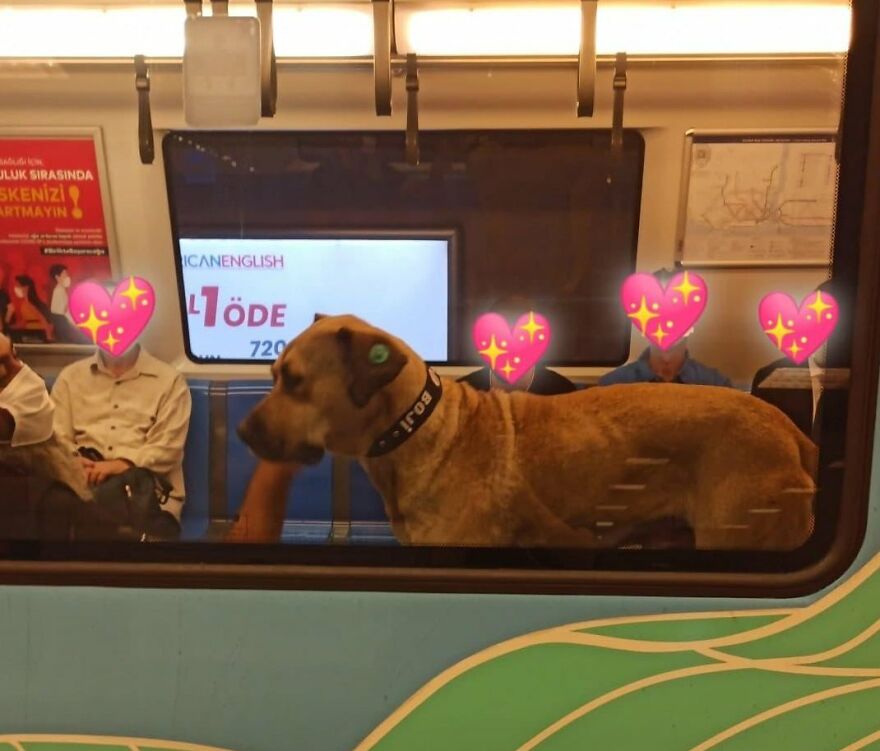 Se vio a este perro usando el transporte público en Estambul, así que las autoridades le pusieron un rastreador: Resulta que viaja más de 30 kilómetros al día