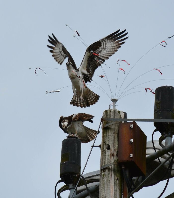 Ospreys - They Ended Up Using The Wires Designed To Keep Them Off And Wove Sticks Through Them, Making A Nest There.