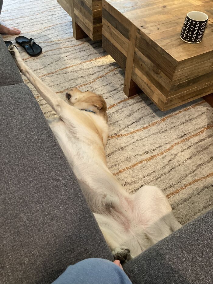 My Dog, Finn. He Likes To Sit In Weird Positions