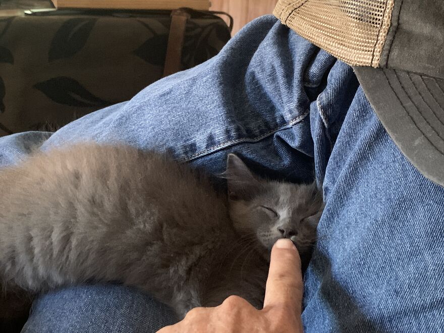 My Happy Little Life