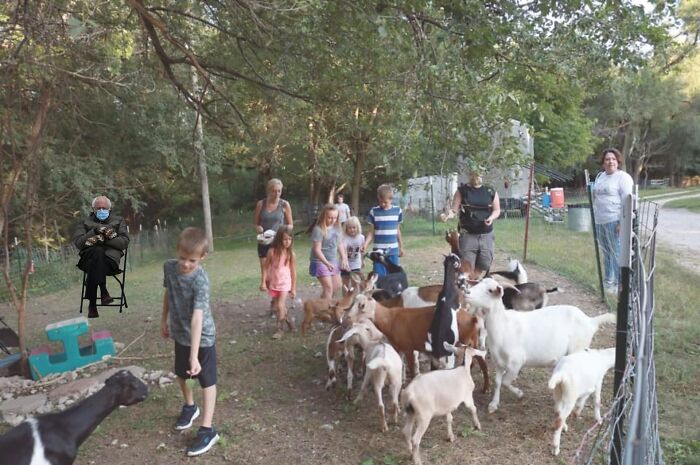 A New Kind Of Animal Rescue: Check Out These Cute Goats And Sheep