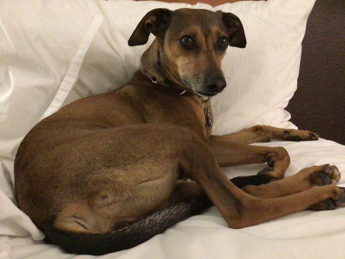 Man It’s The Sun Dawg Coming Through! Her Names Sunny And She An Amazing Dog. She’ll Whoop Any Bodys Ass If They Try To Attack Me And My Family. She’s Also A Therapy Dog.