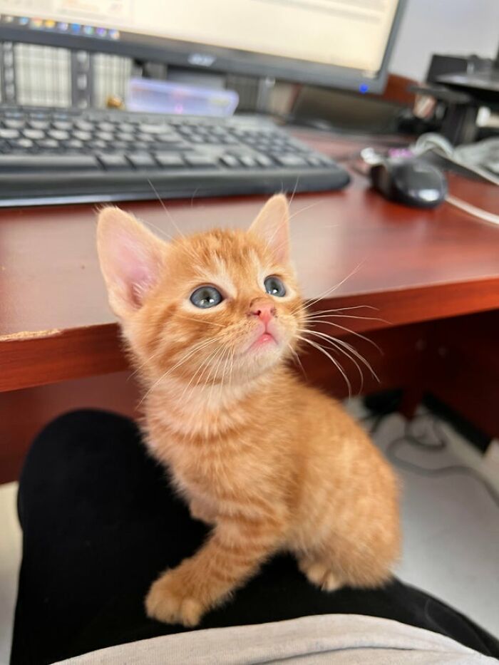 Drillbit planeó escaparse de la cárcel, pero los demás criminales no pudieron saltar la cerca