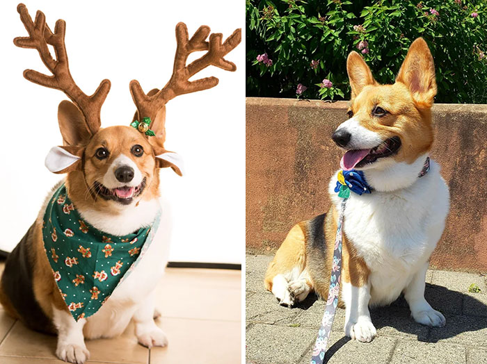 From 55+ Lbs To 37ish Lbs. Trixie Has Dechonked