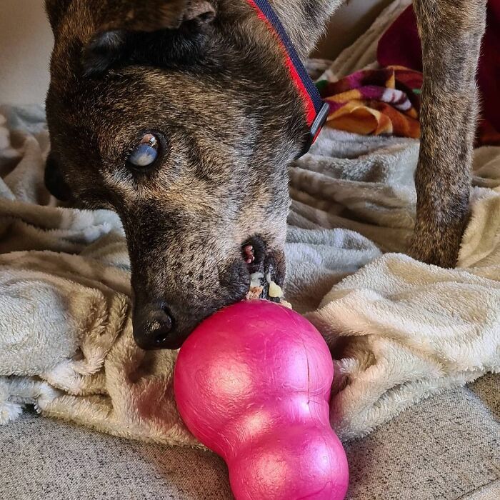 This Dog That Spent 10 Years In A Shelter Due To His Missing Leg, Old Age And Blindness Finally Finds His Forever Home This Dog That Spent 10 Years In A Shelter Due To His Missing Leg, Old Age And Blindness Finally Finds His Forever Home