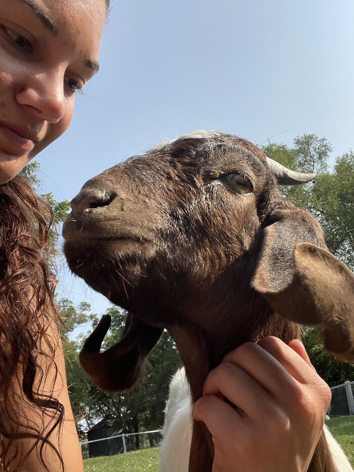 A New Kind Of Animal Rescue: Check Out These Cute Goats And Sheep