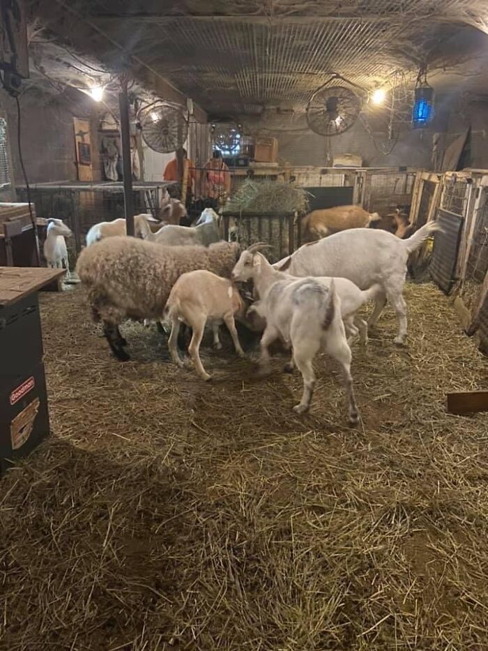 A New Kind Of Animal Rescue: Check Out These Cute Goats And Sheep