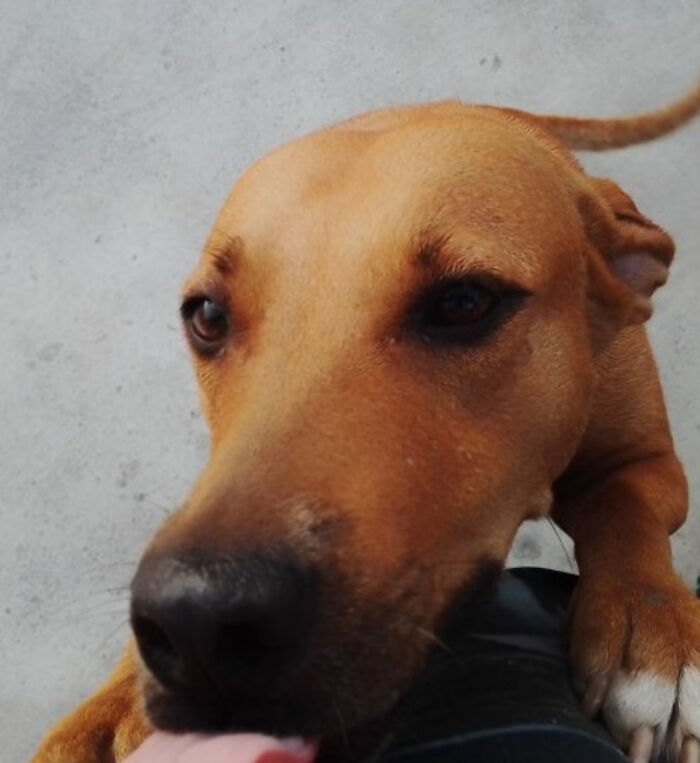 Man Rescued A Dog That Bit Him And His Story Went Viral