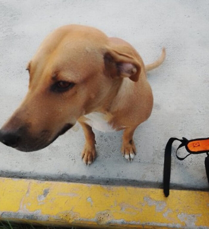 Man Rescued A Dog That Bit Him And His Story Went Viral