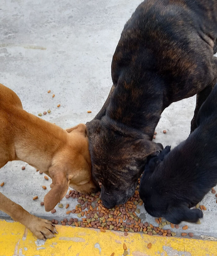 Man Rescued A Dog That Bit Him And His Story Went Viral