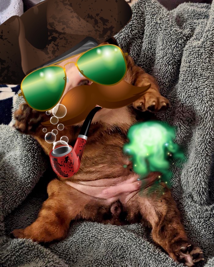 Dunno Wot A Puppy Is But-