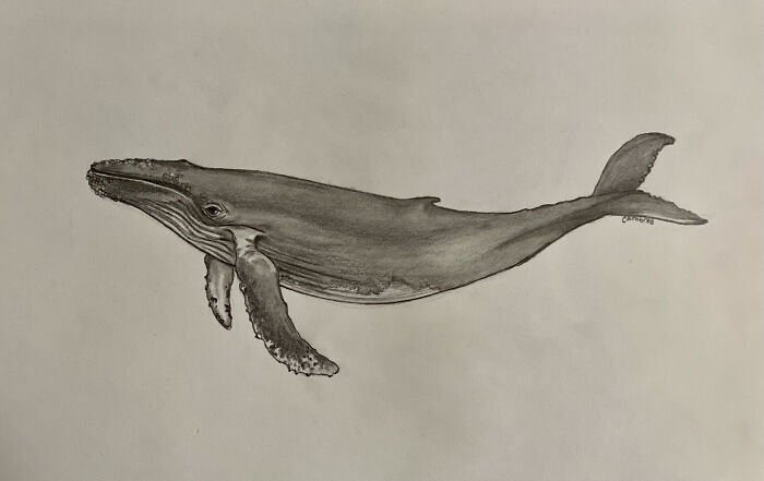 A Whale