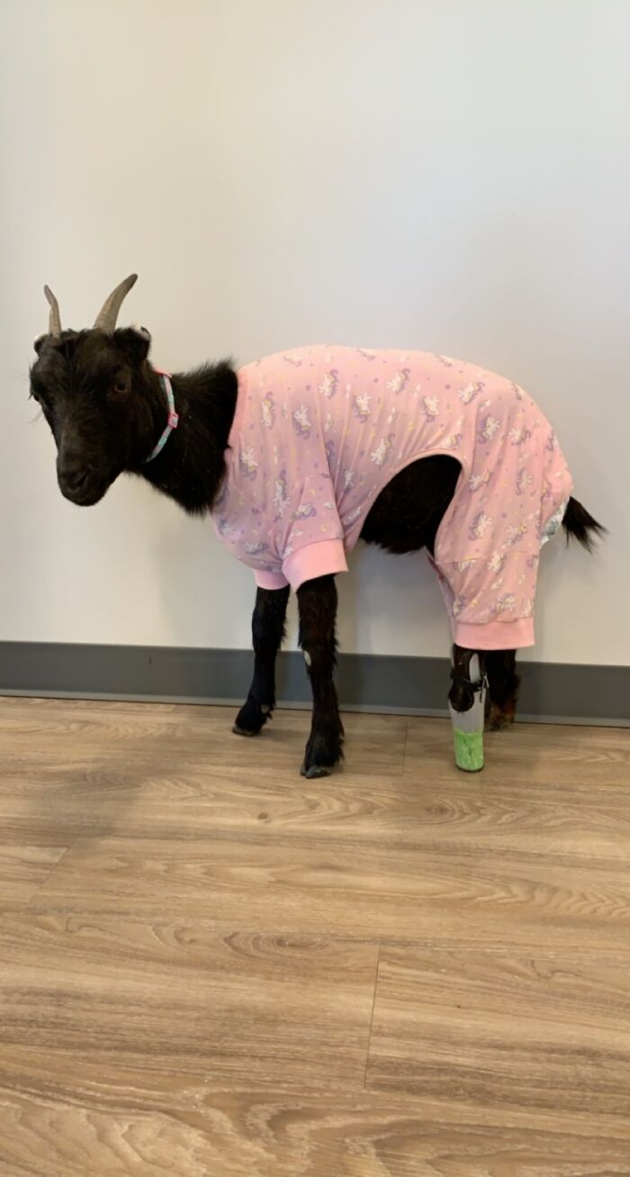A New Kind Of Animal Rescue: Check Out These Cute Goats And Sheep