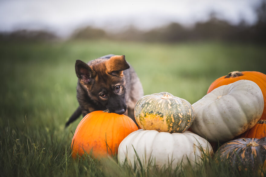 German Shepherd Puppy Halloween Photos