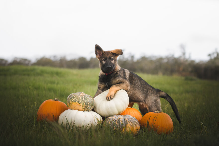 German Shepherd Puppy Halloween Photos