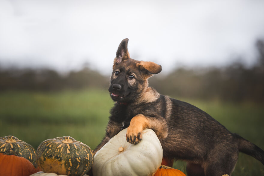 German Shepherd Puppy Halloween Photos