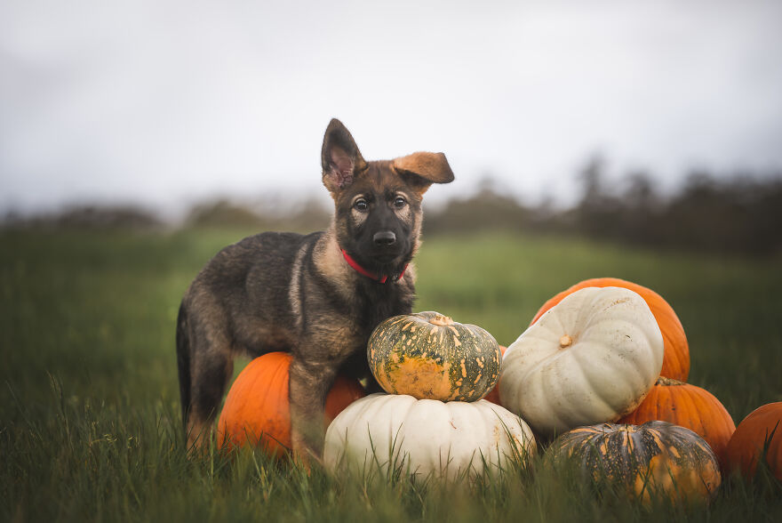 German Shepherd Puppy Halloween Photos