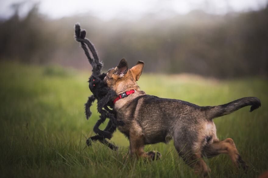 German Shepherd Puppy Halloween Photos