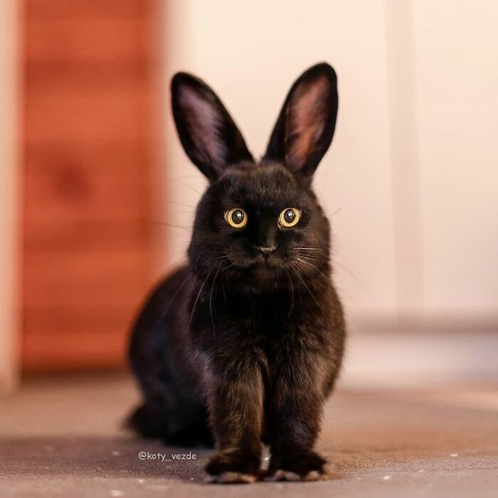 Artist Makes Montages With Cat Faces On Anything And The Result Is Impressive (New Pics)