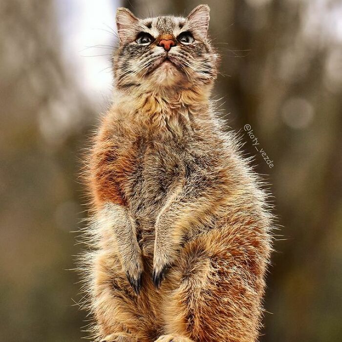 Artist Makes Montages With Cat Faces On Anything And The Result Is Impressive (New Pics)