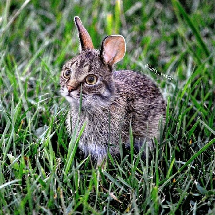 Artist Makes Montages With Cat Faces On Anything And The Result Is Impressive (New Pics)