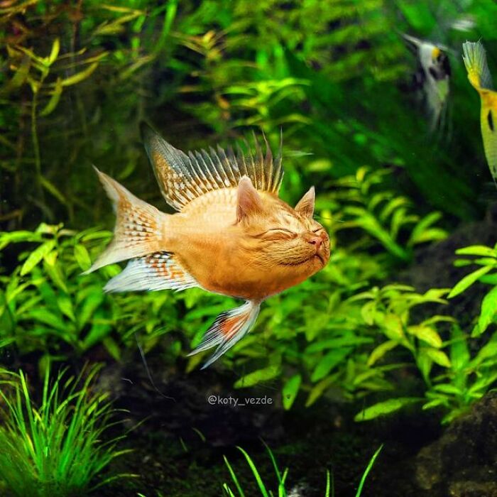 Artist Makes Montages With Cat Faces On Anything And The Result Is Impressive (New Pics)