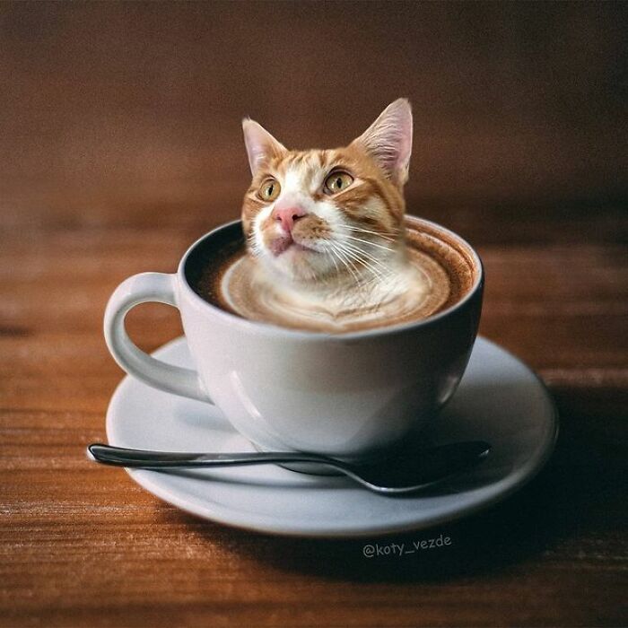 Artist Makes Montages With Cat Faces On Anything And The Result Is Impressive (New Pics)