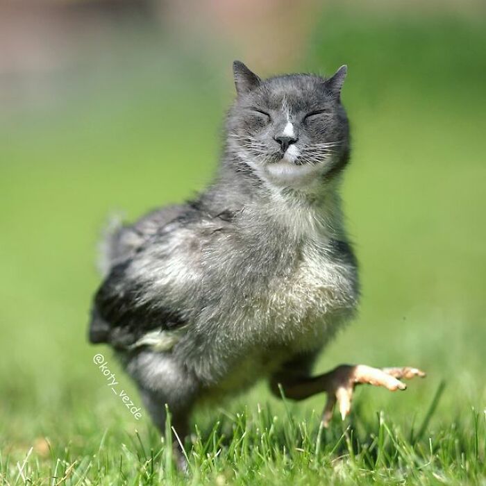 Artist Makes Montages With Cat Faces On Anything And The Result Is Impressive (New Pics)