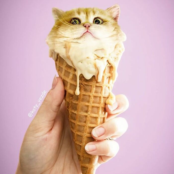 Artist Makes Montages With Cat Faces On Anything And The Result Is Impressive (New Pics)