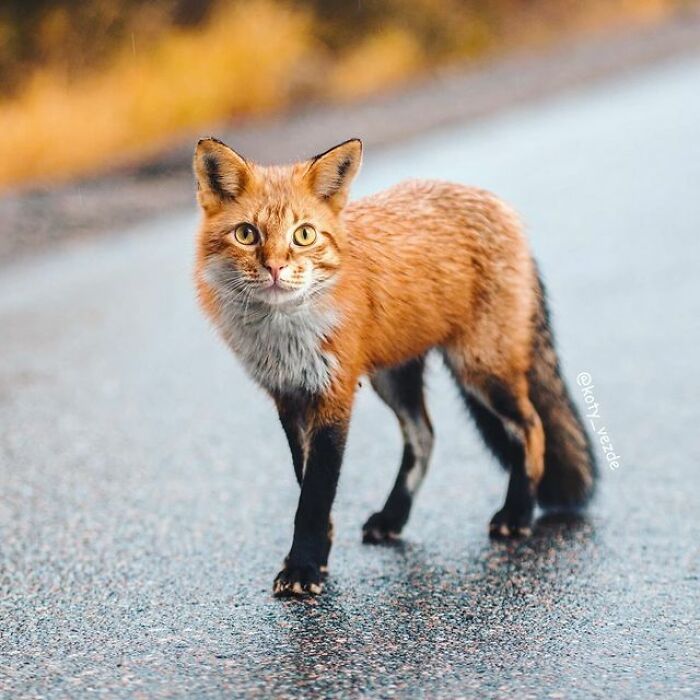 Artist Makes Montages With Cat Faces On Anything And The Result Is Impressive (New Pics)