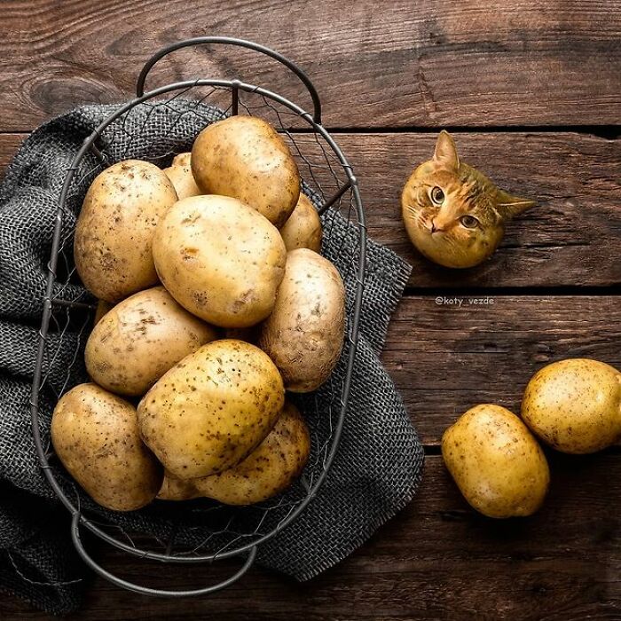 Artist Makes Montages With Cat Faces On Anything And The Result Is Impressive (New Pics)