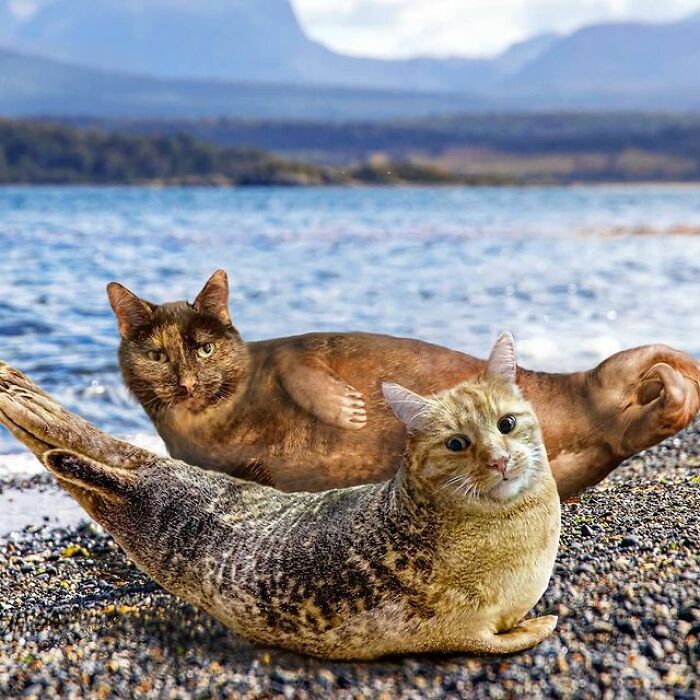 Artist Makes Montages With Cat Faces On Anything And The Result Is Impressive (New Pics)