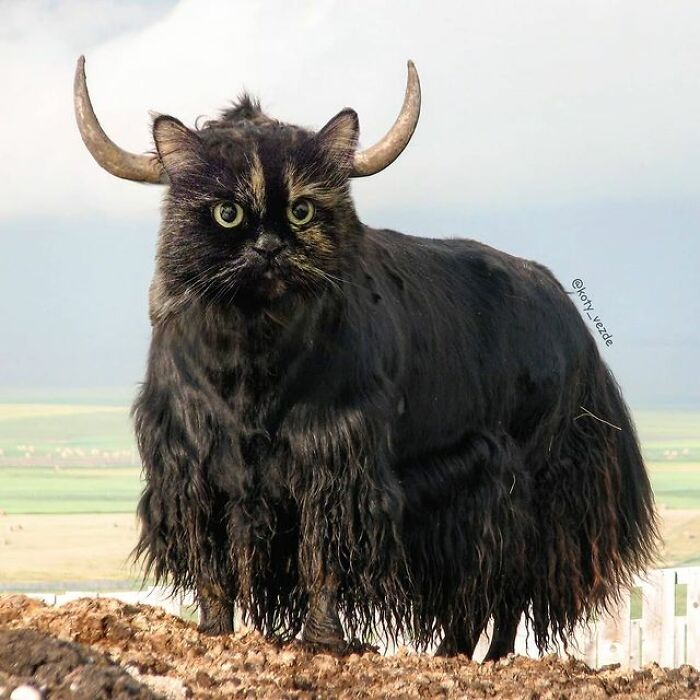 Artist Makes Montages With Cat Faces On Anything And The Result Is Impressive (New Pics)