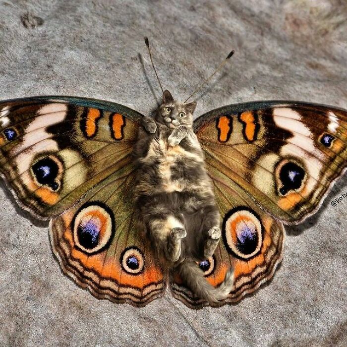 Artist Makes Montages With Cat Faces On Anything And The Result Is Impressive (New Pics)