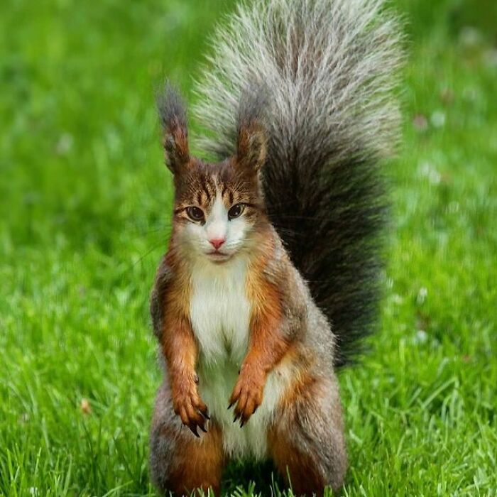 Artist Makes Montages With Cat Faces On Anything And The Result Is Impressive (New Pics)