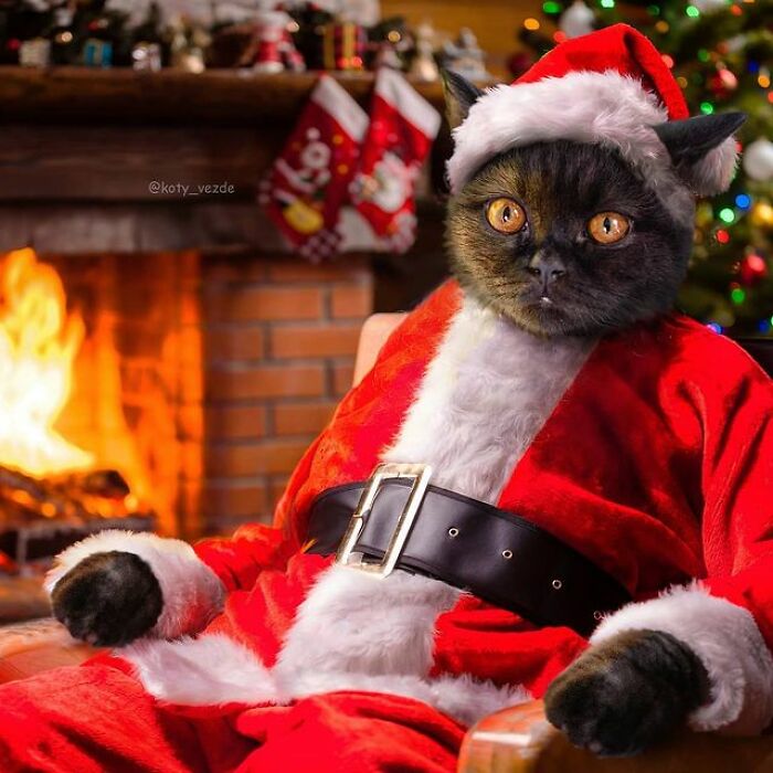 Artist Makes Montages With Cat Faces On Anything And The Result Is Impressive (New Pics)