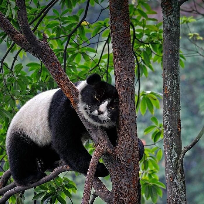 Artist Makes Montages With Cat Faces On Anything And The Result Is Impressive (New Pics)