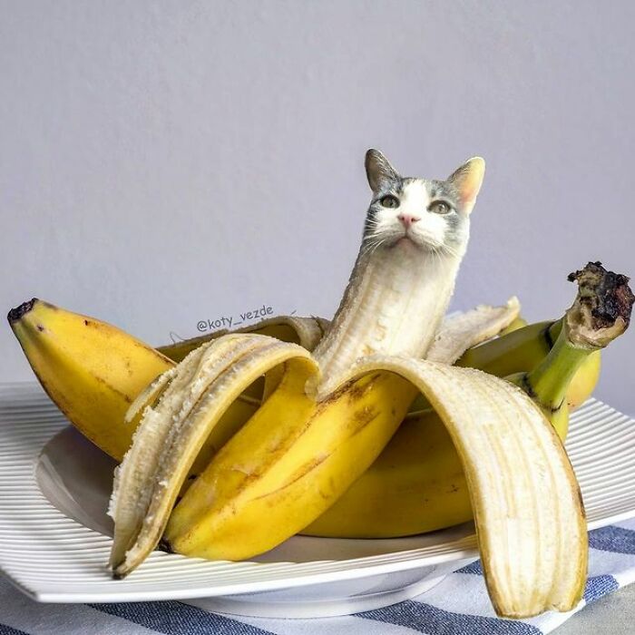 Artist Makes Montages With Cat Faces On Anything And The Result Is Impressive (New Pics)