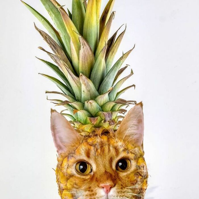 Artist Makes Montages With Cat Faces On Anything And The Result Is Impressive (New Pics)