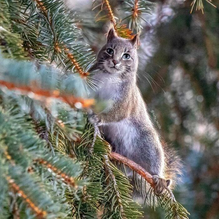 Artist Makes Montages With Cat Faces On Anything And The Result Is Impressive (New Pics)