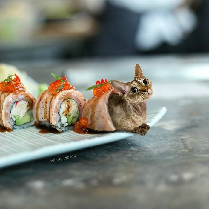 Artist Makes Montages With Cat Faces On Anything And The Result Is Impressive (New Pics)