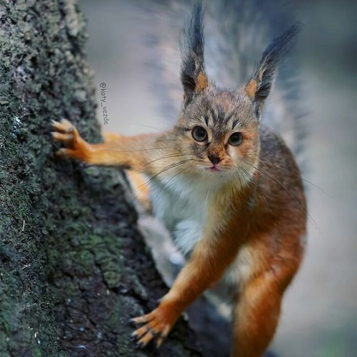 Artist Makes Montages With Cat Faces On Anything And The Result Is Impressive (New Pics)